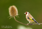 Goldfinch on a teasel - #GB026