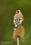 Goldfinch on a teasel - #GB027