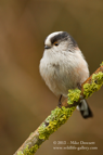 LTT, Long Tailed Tit - #GB014