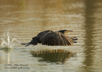 Cormorant in flight - #WB035