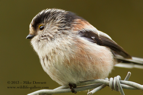 LTT, Long Tailed Tit - #GB013