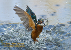 Common Kingfisher in flight with a fish - #KF033