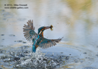Common Kingfisher in flight with a fish - #KF035