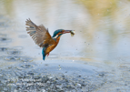 Female Kingfisher in flight with a fish - #KF025