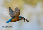 Kingfisher in flight with a fish - #KF034