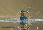 Kingfisher emerging from the water with a fish - #KF014