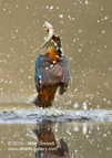 Male Kingfisher with a fish - #KF023
