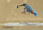 Kingfisher emerging from the water with a fish - #KF037