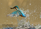 Male Kingfisher with a fish - #KF029