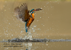 Kingfisher emerging from the water with a fish - #KF038