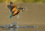 Common Kingfisher in flight with a fish - #KF036