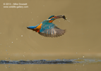 Male Kingfisher in flight with a fish - #KF024