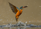 Kingfisher with a fish - #KF013