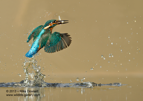 Male Kingfisher with a fish - #KF022