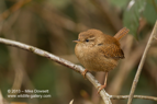 The tiny Wren - #GB020