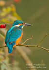 Waiting, a Kingfisher looking for a snack - #KF043