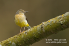 Grey Wagtail - #GB019