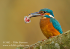 Common Kingfisher with a fish (perch) - #KF042
