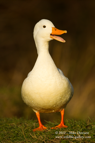 White Mallard Duck - #WB040