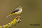 Grey Wagtail - #GB018