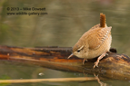 Wren chasing insects - #GB021