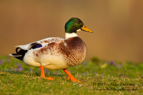 Welsh Harlequin Duck - #WB039