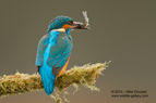 A male Kingfisher with a small fish (minnow) - #KF075