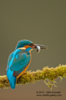 A male Kingfisher with a small fish (minnow) - #KF076