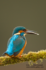A male Kingfisher with a small fish (minnow) - #KF081