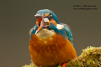 Down it goes, Kingfisher swallowing a fish - #KF082
