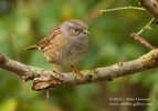 Dunnock (Hedge Sparrow) - #GB045
