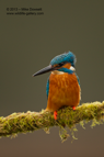 A male Kingfisher potrait - #KF083