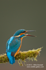 Down it goes, Kingfisher swallowing a fish - #KF077