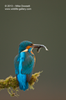 A male Kingfisher with a small fish (minnow) - #KF078