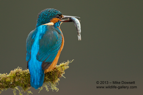 A male Kingfisher with a fish (minnow) - #KF084