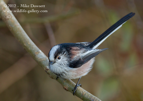 LTT, Long Tailed Tit - #GB016