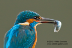 Close up Kingfisher with a fish - #KF079
