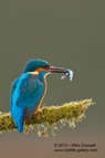 A male Kingfisher with a small fish (minnow) - #KF074