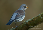 Fieldfare - #GB046