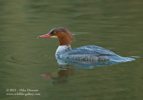Female Goosander - #WB028