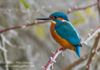 Kingfisher on a frosty branch - #KF044