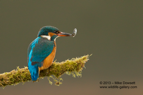 A female Kingfisher with a small fish (minnow) - #KF073