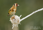 Goldfinch on a frozen teasel - #GB030