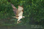 An Osprey flys away from the loch with a trout - #OS010