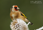 Goldfinch on a frozen teasel - #GB029