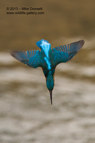 A Kingfisher diving into the water below - #KF080