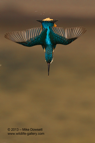 A Kingfisher diving into the water below - #KF072