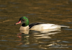 Male Goosander - #WB029