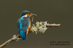 A female Kingfisher with a fish (minnow) - #KF085