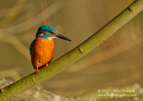 A male Kingfisher in the bright evening sun - #KF045